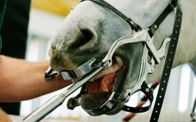 L’importance d’un bon suivi dentaire chez le cheval.