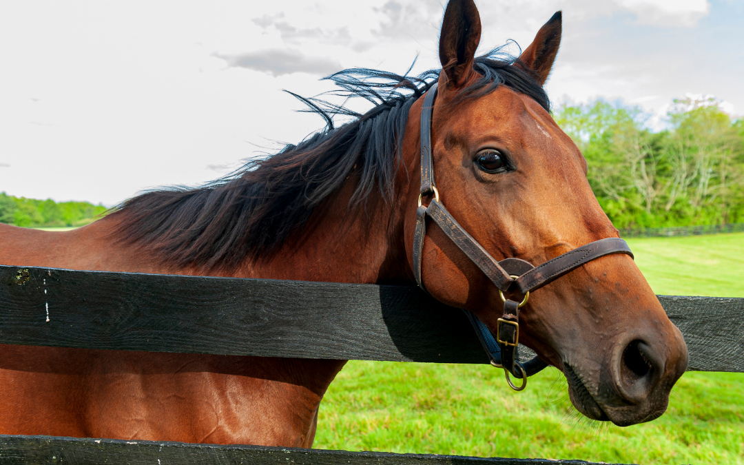 Comment améliorer le confort de nos chevaux lors des changements de température ?