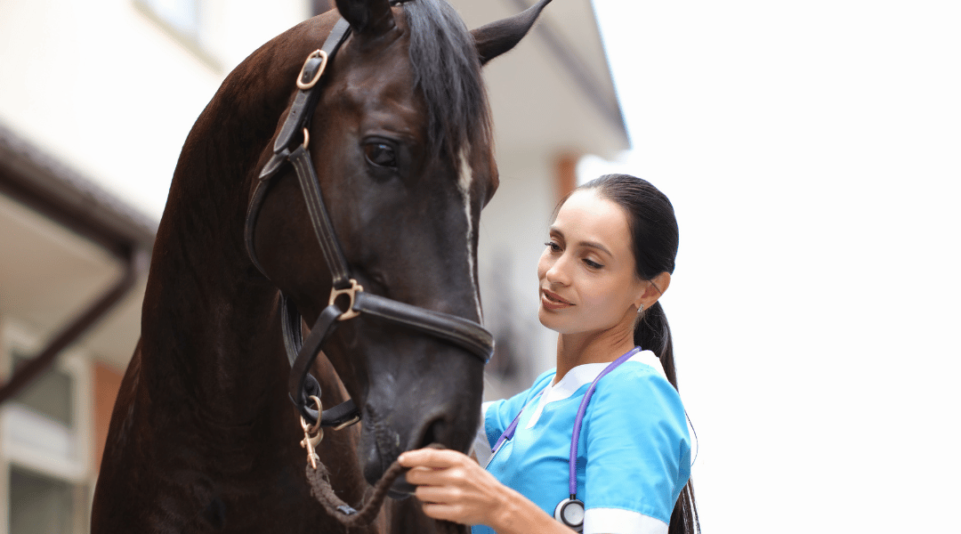un vétérinaire tient un cheval