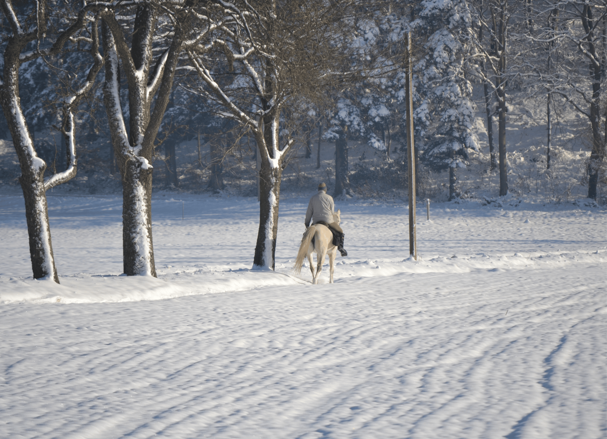 cavalier dans la neige