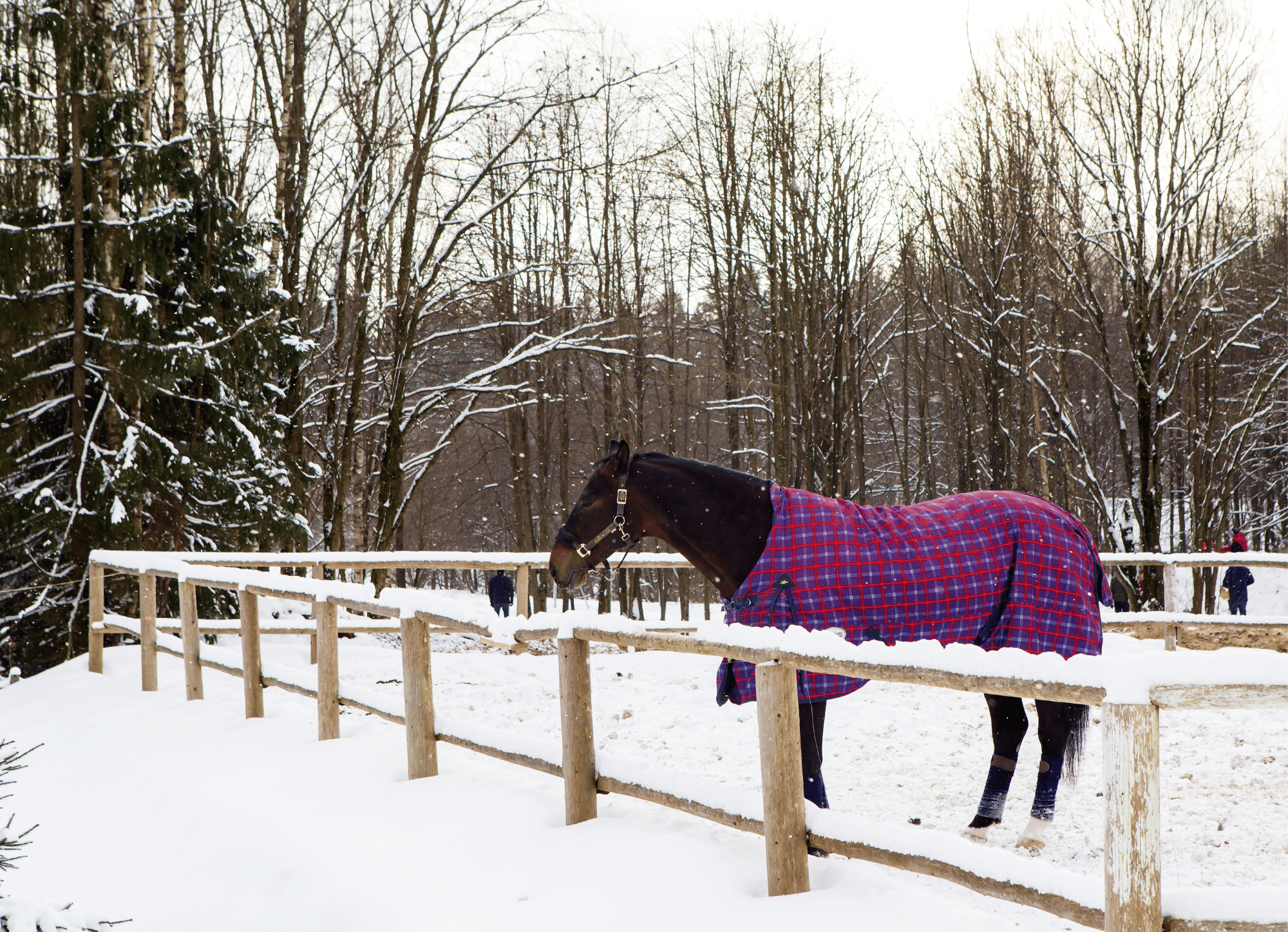 cheval au paddock avec sa couverture et ses bandes