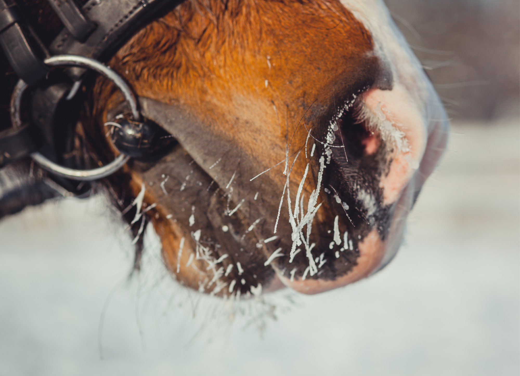 nez d'un cheval en hiver